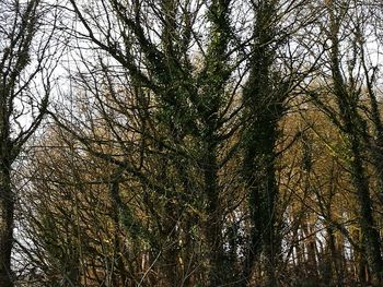 Low angle view of trees in forest against sky