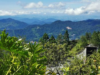 Plants and trees by mountains against sky