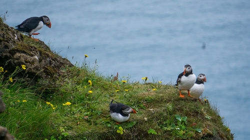 Ducks on a lake