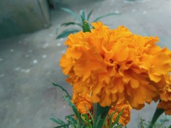 Close-up of yellow flower