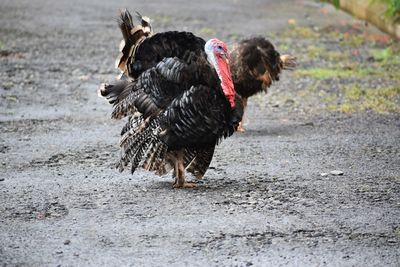 Full length of a turkey on field