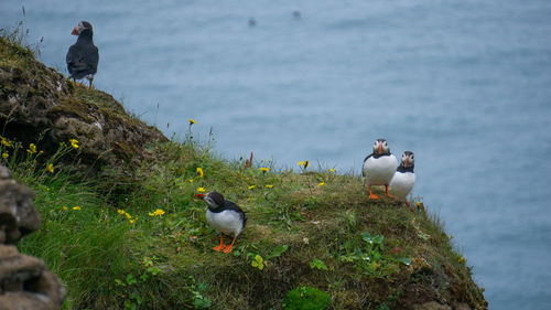 View of birds on rock by lake