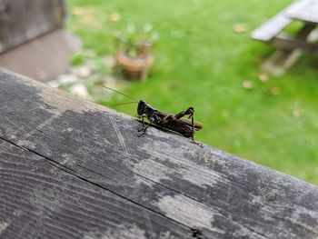 Close-up of grasshopper on wooden plank