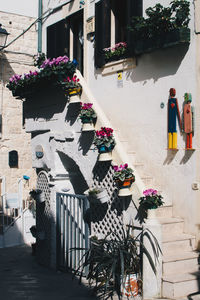 Potted plants outside building in city