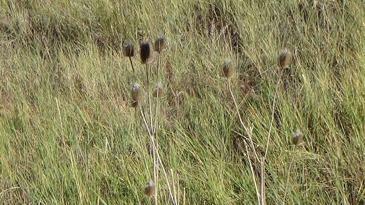 FULL FRAME SHOT OF STALKS ON GRASSY FIELD