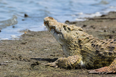 Close-up of crocodile