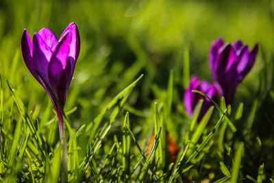 Close-up of purple crocus flowers growing in field