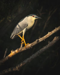 Wild beautiful birds from danube delta, romania. wildlife photography