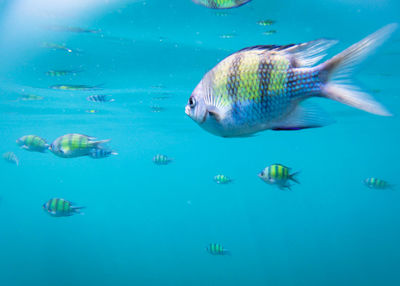 Fish swimming in sea