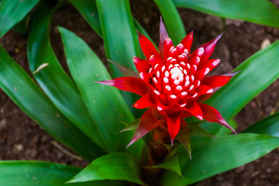 Close-up of red flower