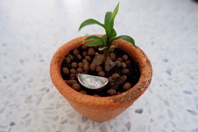 High angle view of potted plant on table