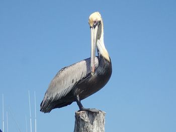 Low angle view of pelican perching on pole against blue sky