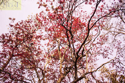 Low angle view of tree against sky