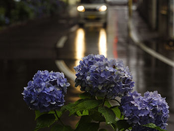 Close-up of purple hydrangea flower