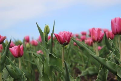 Close-up of pink tulips against sky