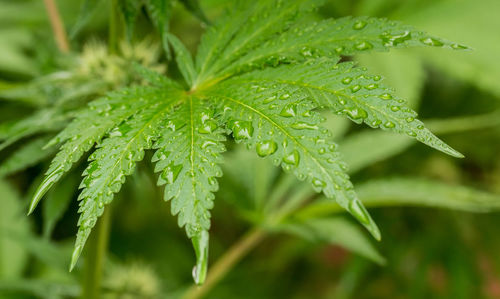 Close-up of wet plant leaves