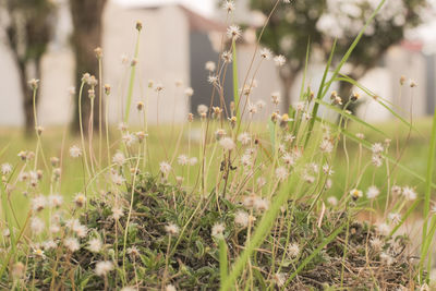 Close-up of flowering plants on field