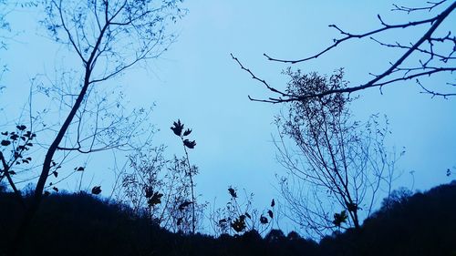 Low angle view of silhouette bare trees against blue sky