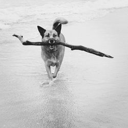 Red heeler carrying stick in mouth while walking on beach