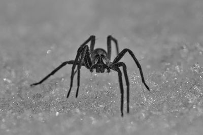 Close-up macro of a spider in the snow