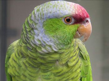 Close-up of birds