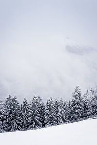 Snow covered pine trees against sky