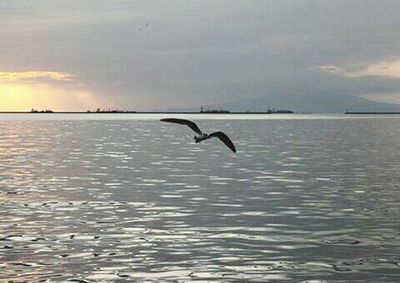 Bird flying over sea against sky