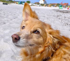 Close-up of dog looking away in city