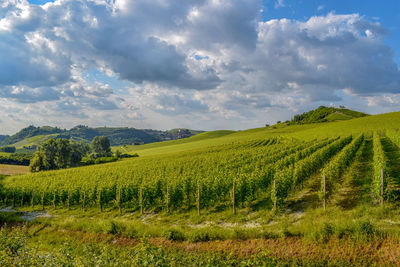 Nebbiolo vineyards in the southern part of piedmont