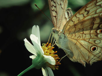 Close-up of white flowers