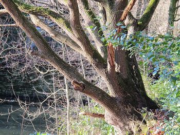 Close-up of tree