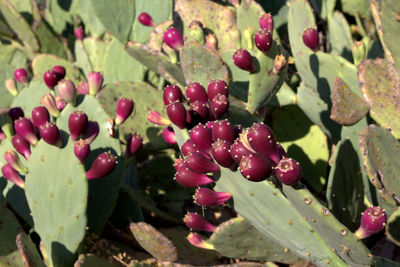 Close-up of red flowers