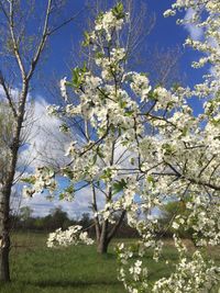 Cherry blossom tree against sky