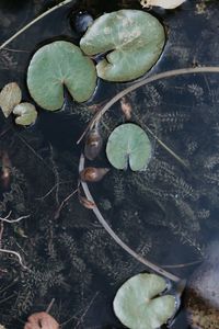 High angle view of plant