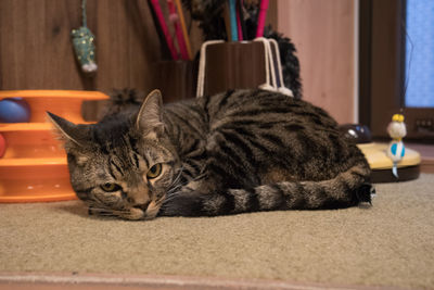 Close-up portrait of cat relaxing at home