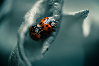 Close-up of ladybug on leaf