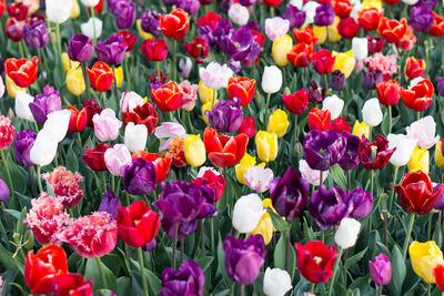 Full frame shot of multi colored tulips blooming on field