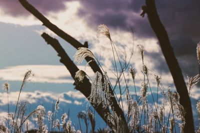 Close-up of birds against sky