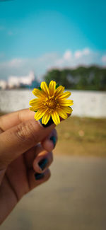 Close-up of hand holding yellow flower