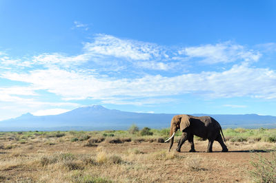 Elephant walking on field by mt kilimanjaro against sky