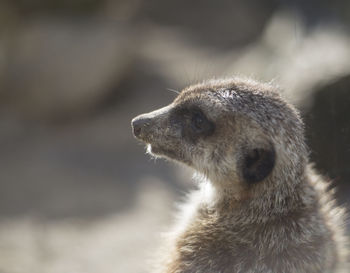 Close-up of meerkat