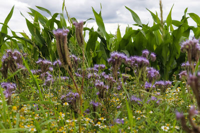 Close-up of purple flowering plants on field