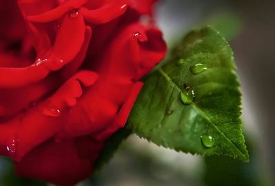 Close-up of water drops on leaf