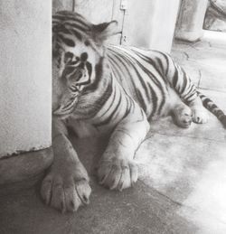 Portrait of cat sitting on floor