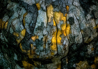 Full frame shot of tree trunk