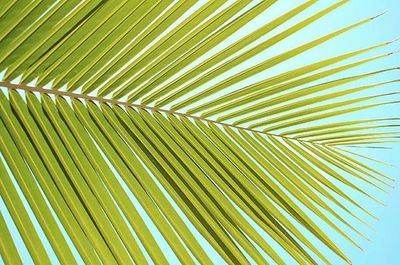 palm leaf