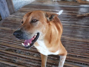 Close-up portrait of dog