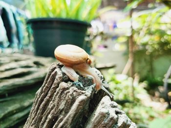 Close-up of snail on tree trunk