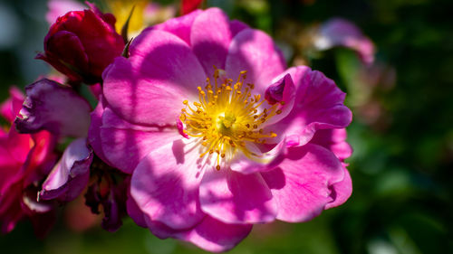 Close-up of pink flowering plant