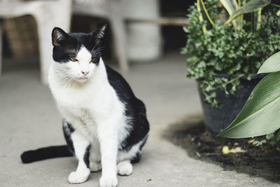 Portrait of cat sitting outdoors